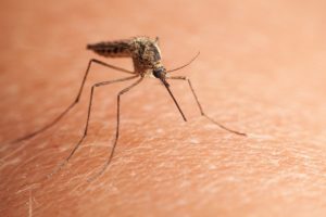Homecare Drexel Hill PA - Mosquito Bites + Elderly Mother = Trouble