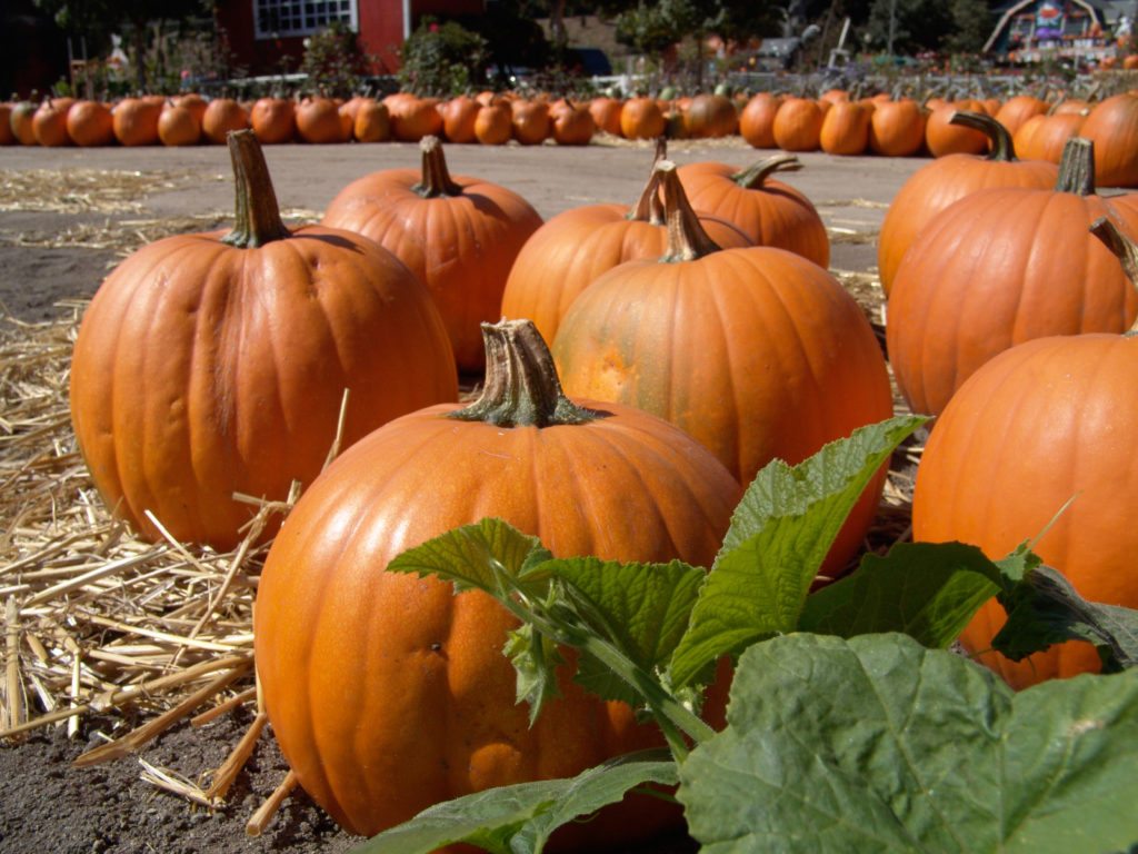 Caregiver Darby PA - Celebrate Fall with Healthy Orange Foods